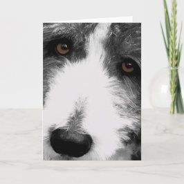 Bearded Collie Eyes Wenskaart Kaart