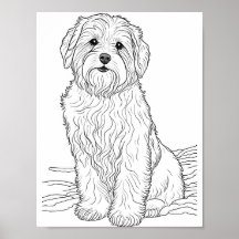 Bearded Collie Hond Volwassen Kleuring