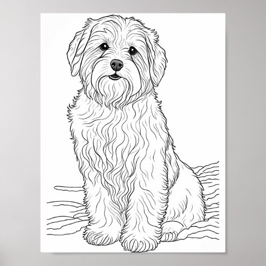 Bearded Collie Hond Volwassen Kleuring Poster (Voorkant)