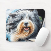 Bearded Collie in autoraam Muismat (Met muis)