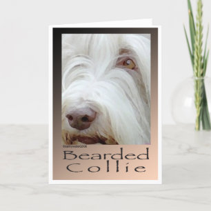 Bearded Collie Kaart