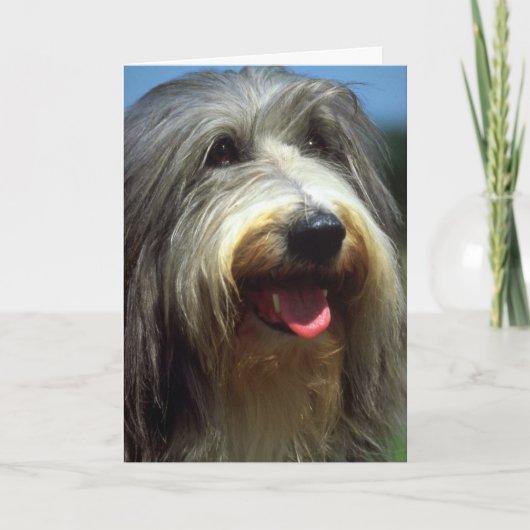 Bearded Collie Kaart (Voorkant)