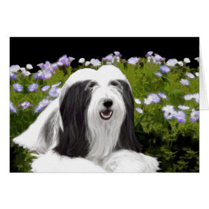 Bearded Collie Painting - Cute Original Dog Art
