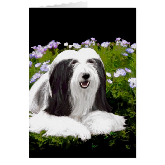 Bearded Collie Painting - Cute Original Dog Art (Voorkant)