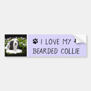 Bearded Collie Painting - Cute Original Dog Art Bumpersticker