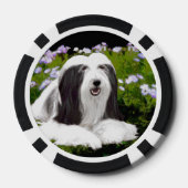 Bearded Collie Painting - Cute Original Dog Art Poker Chips (Achterkant)