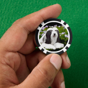Bearded Collie Painting - Cute Original Dog Art Poker Chips