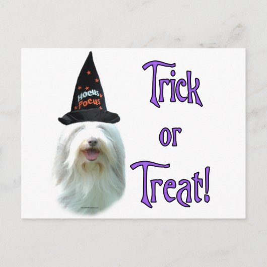 Bearded Collie Trick Briefkaart (Voorkant)