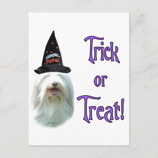Bearded Collie Trick Briefkaart (Voorkant)