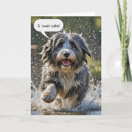 Bearded Collie voor Verjaardag Kaart