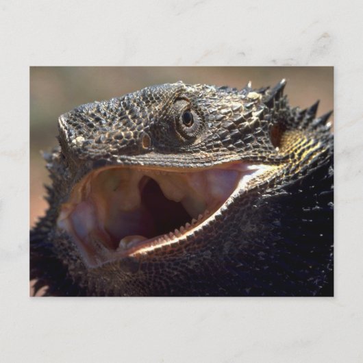 Bearded Dragon, Australië Briefkaart (Voorkant)