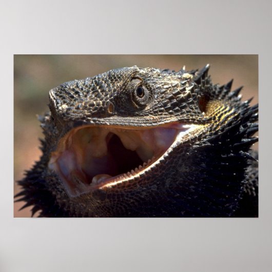 Bearded Dragon, Australië Poster (Voorkant)
