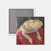 Bearded Dragon Black en het Rode Plein Magneet (Voorkant / Achterkant)