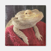 Bearded Dragon Black en het Rode Plein Magneet (Voorkant)