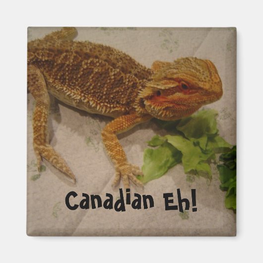 Bearded Dragon Humor Canadian Eh! Magneet (Voorkant)