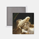 Bearded Dragon Lizard Magneet (Voorkant / Achterkant)