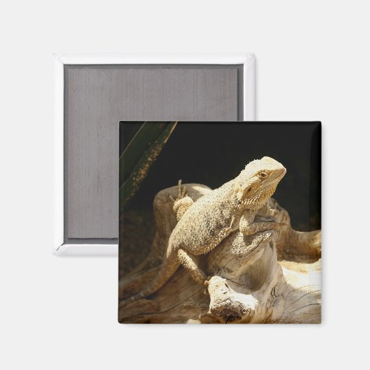 Bearded Dragon Lizard Magneet (Voorkant / Achterkant)