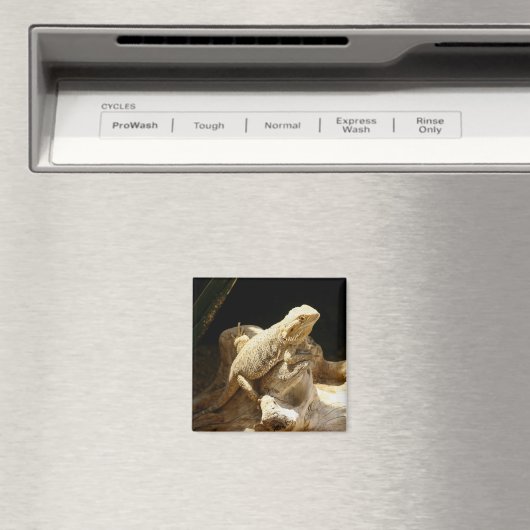 Bearded Dragon Lizard Magneet (Insitu (Vaatwasser))