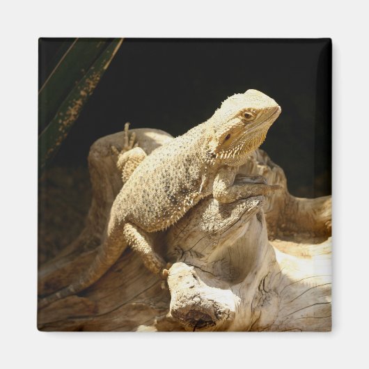 Bearded Dragon Lizard Magneet (Voorkant)