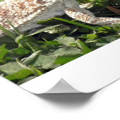 Bearded Dragon Poster (Hoek)