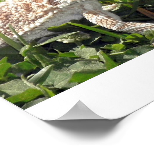 Bearded Dragon Poster (Hoek)