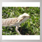 Bearded Dragon Poster (Voorkant)