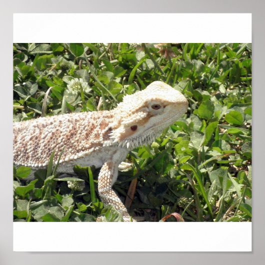 Bearded Dragon Poster (Voorkant)