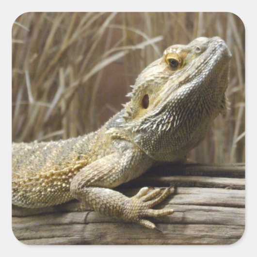 Bearded Dragon Reptile Stickers (Voorkant)