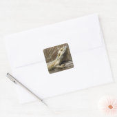 Bearded Dragon Reptile Stickers (Envelop)