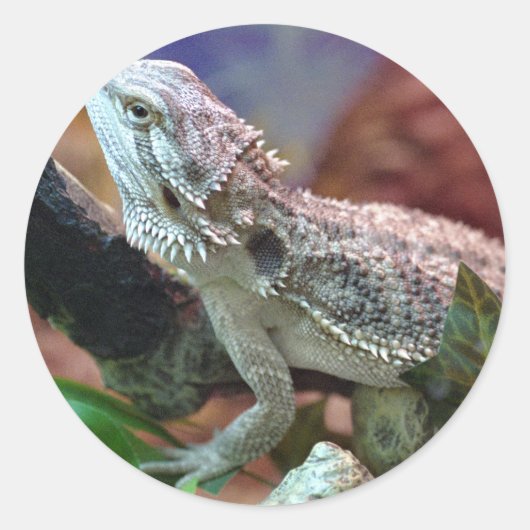 Bearded Dragon Stickers (Voorkant)