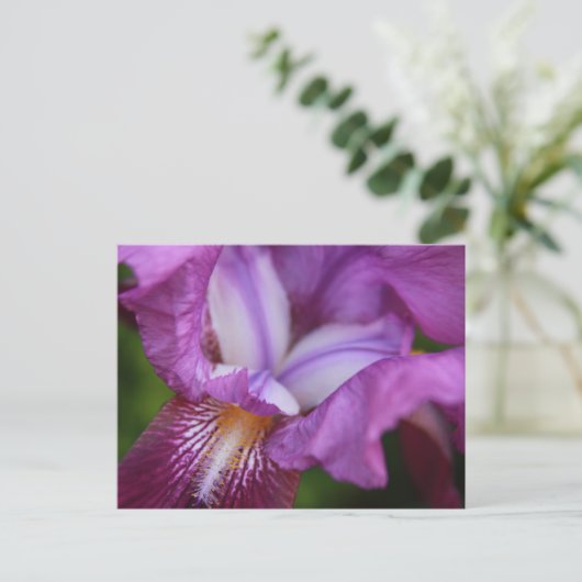 Bearded German Iris Briefkaart (Staand voorkant)