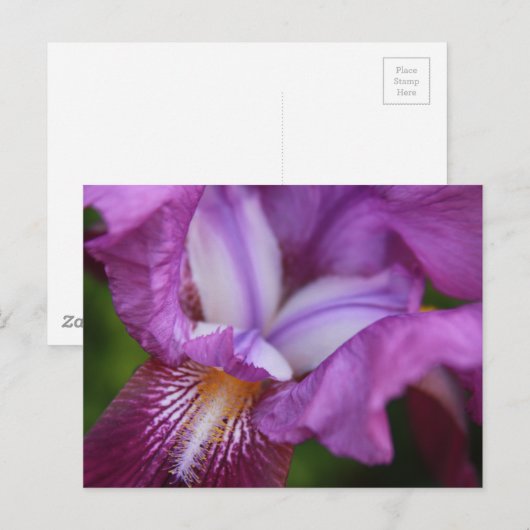 Bearded German Iris Briefkaart (Voorkant / Achterkant)