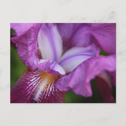 Bearded German Iris Briefkaart (Voorkant)
