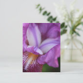 Bearded German Iris Briefkaart (Staand voorkant)