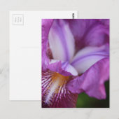 Bearded German Iris Briefkaart (Voorkant / Achterkant)