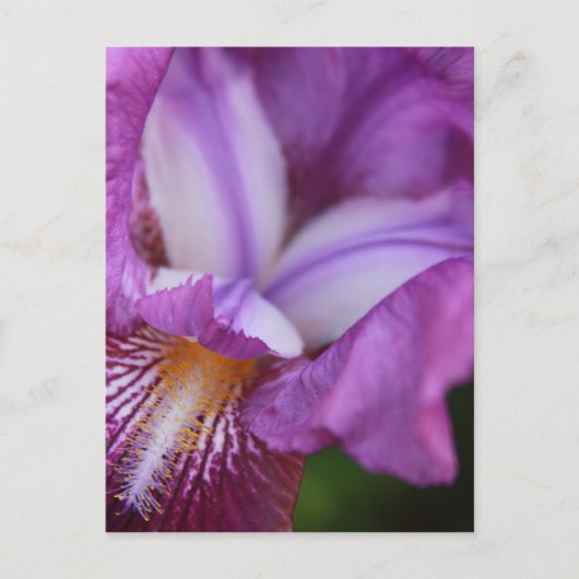 Bearded German Iris Briefkaart (Voorkant)
