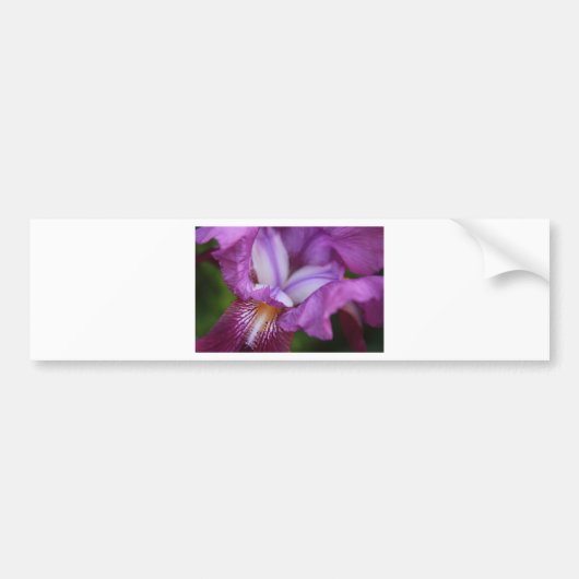 Bearded German Iris Bumpersticker (Voorkant)