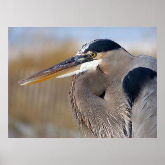 Bearded Heron Poster (Voorkant)