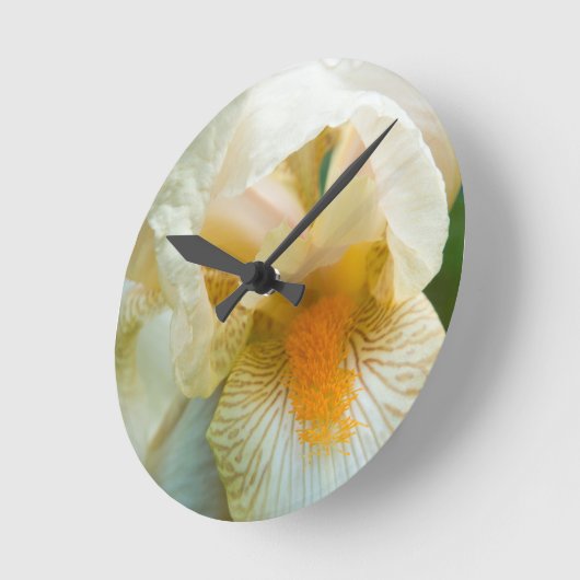 Bearded iris close-up ronde klok (Hoek)