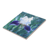 Bearded Iris Cultivar Mary Todd Tegeltje (Zijkant)