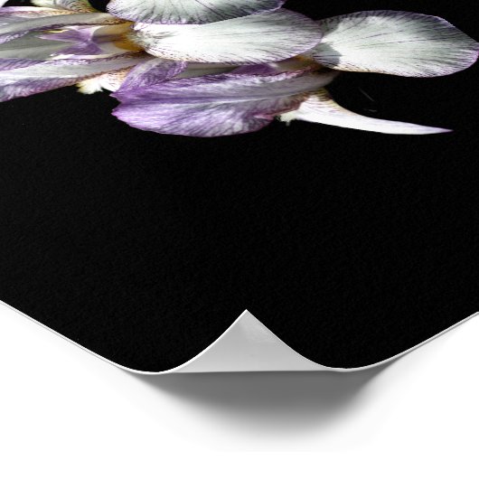 Bearded Iris Flowers Bouquet Poster (Hoek)