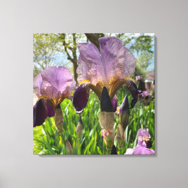 Bearded Iris Flowers Canvas Afdruk
