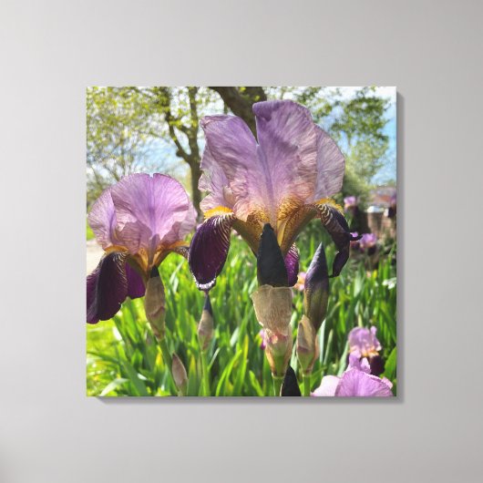Bearded Iris Flowers Canvas Afdruk (Voorkant)