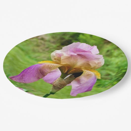 Bearded Iris Paper Bord (Gekanteld)