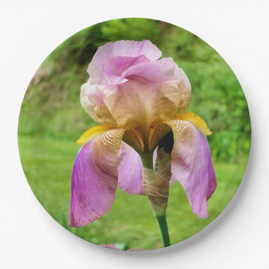 Bearded Iris Paper Bord (Voorkant)