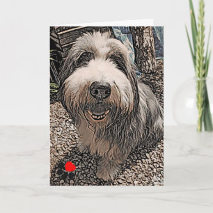 Beardie Happy Birthday Kaart