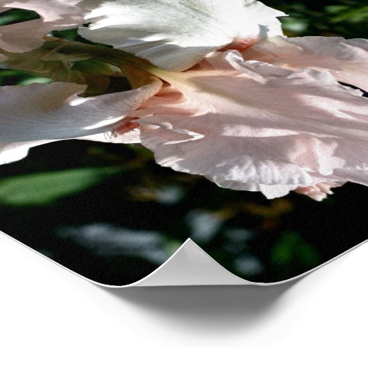 Beared Iris ventilator Sluiten Abstract Poster (Hoek)