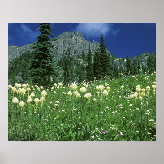 Beargras bij Eunice Lake, Mt. Rainier NP, WA, Poster (Voorkant)