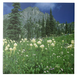 Beargrass bij Eunice Lake, Mt. Rainier NP, WA, Tegeltje