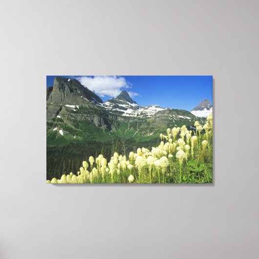 Beargrass bij Logan Pass in Gacier National Canvas Afdruk (Voorkant)